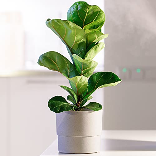 Immergrüner Ficus Lyrata | Ideal Haus oder Büro 30-40cm Topfpflanze zu verkaufen von GardenersDream