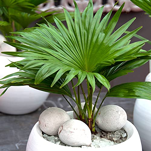 GardenersDream Innen Hauspflanze - Livistona Palme - Dekoratives Tropische Geschenkepflanze im 12cm Topf von GardenersDream