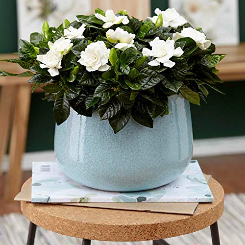 Innenraum immergrüner Strauch 'Gardenia Jasminoides' 12cm getopfte dekorative Pflanze von GardenersDream