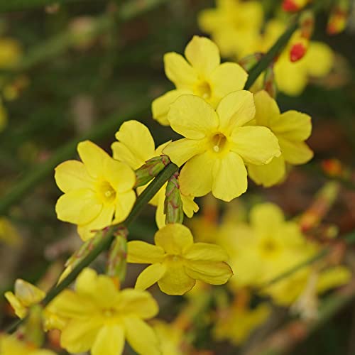 Gardeners Dream Jasminum Nudiflorum (Jasmin Pflanze Winterhart) - Winterharte Pflanzen für Garten - Kletterpflanzen Winterhart Mehrjährig, Blühend & Laubabwerfend - Garten Pflanzen im 9 cm Topf von GardenersDream