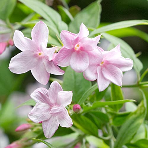 Jasminum stephanense - Stephan Jasmine | Laubabwerfender Topfgarten Kletterstrauch von GardenersDream