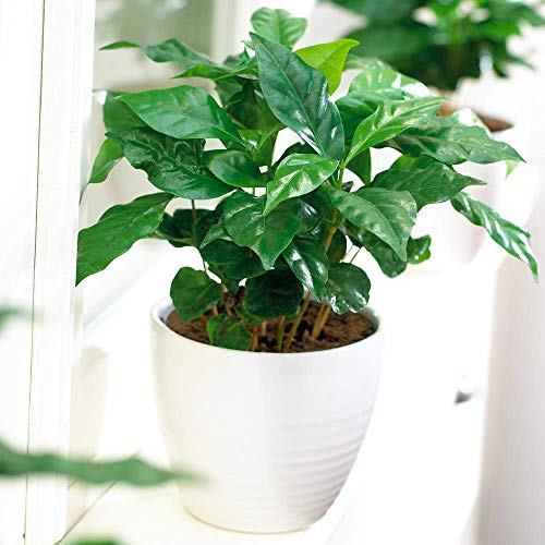 Kaffeepflanze Coffea Arabica – Dekorative Zimmerpflanze im 13cm Topf von GardenersDream