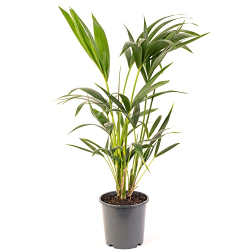Kentia-Palme - Howea forsteriana | Luftreiniger für Innenräume | Große Topfpflanze von GardenersDream