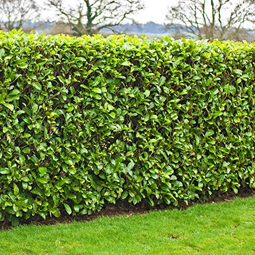 Kirschlorbeer-Pflanzen - Schnellwachsende Topf- oder Container-Heckenpflanzen, immergrüne Sichtschutzhecke, Prunus Rotundifolia Sträucher, pflegeleichte Pflanze für Gartensichtschutz von GardenersDream