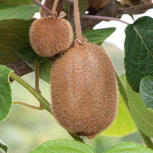 Kiwi Jenny | Actinidia Kiwi Pflanze | Kiwi Obst Pflanzen für den Garten im Freien bereit von GardenersDream