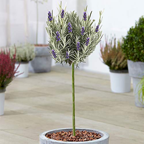 Lavandula Munstead Baum | Englischer Lavendel Zierbaum für kleine Gärten | Topf-Gartenpflanzen | Standard-Lutscherstamm von GardenersDream