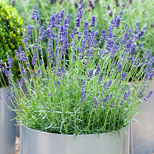 Lavandula angustifolia | Englische Lavendelpflanze | Immergrüner Strauch (1 Pflanze) von GardenersDream