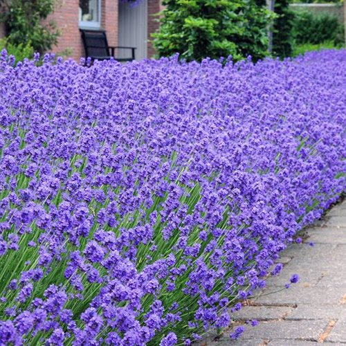 Lavendel - Lavandula angustifolia Hidcote (9cm, 1 Pflanze) von GardenersDream