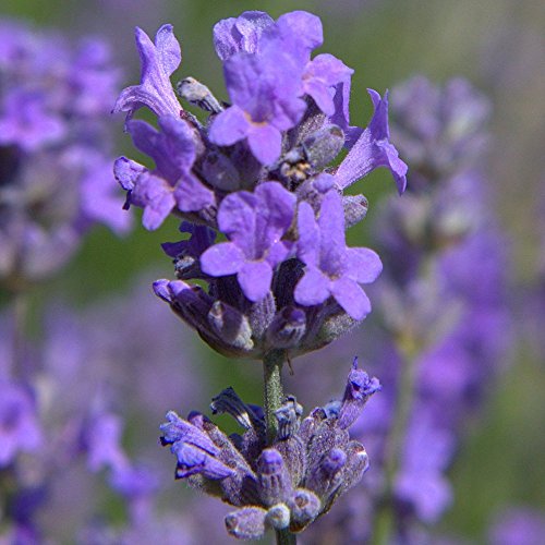 Lavendel 'Munstead' - Kompakter englischer Lavendel - Ideal für Beete und duftende Gärten von GardenersDream
