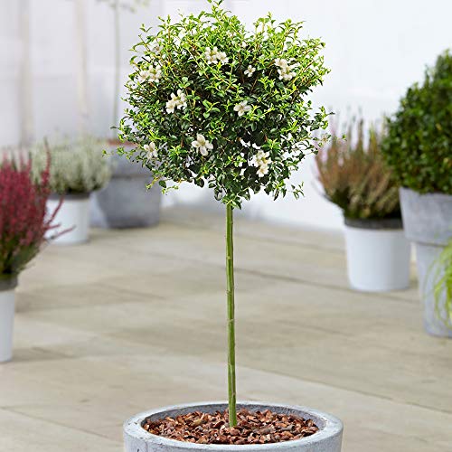 Ligusterbaum | Immergrüne Liguster-Bäumchen für Terrassen, Beete und kleine Gärten | Hochwertiger gerader Stamm von GardenersDream