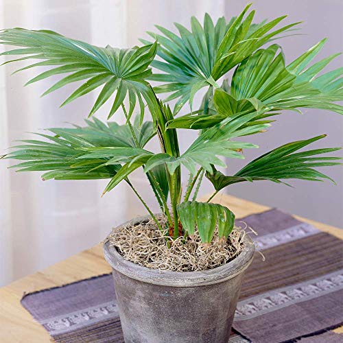 Livistona Palme tropische Palme dekorative Hauspflanze geliefert im 12 cm Topf von GardenersDream