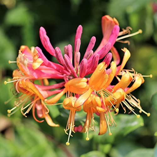 Lonicera 'Gold Flame' Geißblatt Hardy Garten Kletterstrauch | 9cm Topf von GardenersDream