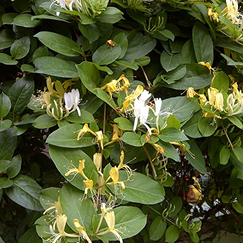 Lonicera Halls Prolific Japanisches Geißblatt immergrüne außen Kletterer 9cm Topf von GardenersDream