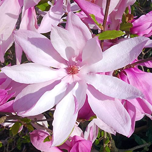 Magnolia Betty, winterharte, laubabwerfende Gartenstaude mit fuchsiafarbenen Blüten in 9 cm Topf. von GardenersDream