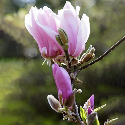 Magnolia George Henry Kern, robuste laubabwerfende Gartenpflanze für den Außenbereich, in einem 9 cm Topf. von GardenersDream