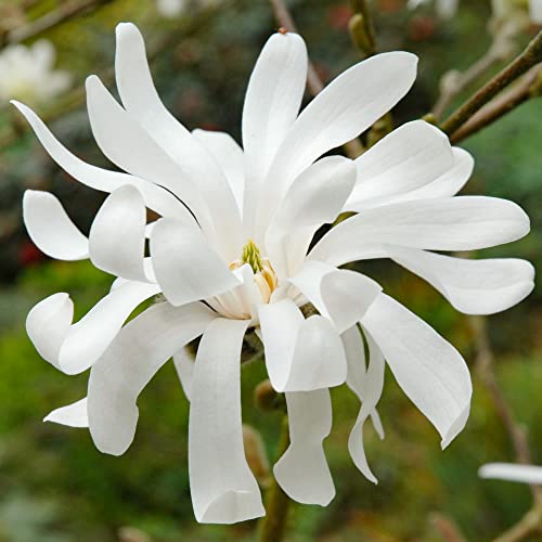 Magnolia Royal Star winterharte laubabwerfende Gartenpflanze im 9cm Topf von GardenersDream