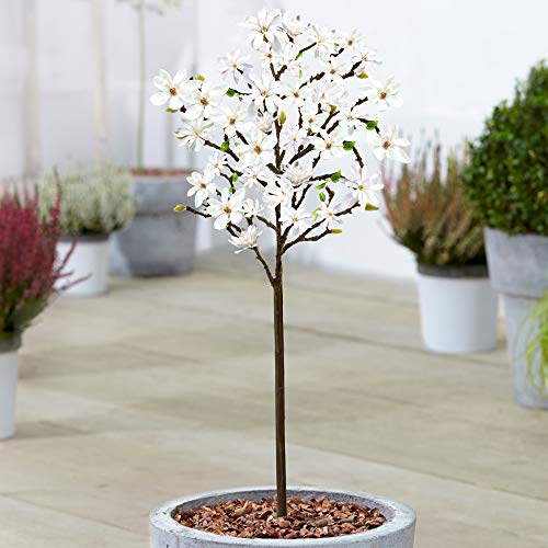 Magnolia 'Stellata' Baum | Getopfte Bäume für kleine Gärten und Terrassenpflanzen | 60-90cm von GardenersDream