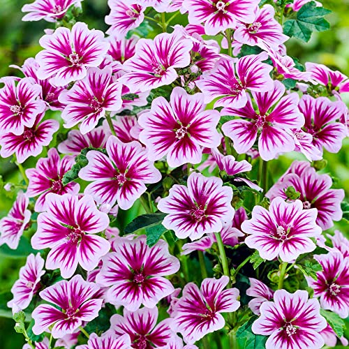 Malva Sylvestris 'Zebrina' (9cm Topf) - Auffällige zweifarbige Blüten - Perfekt für Beete & Bauerngärten von GardenersDream