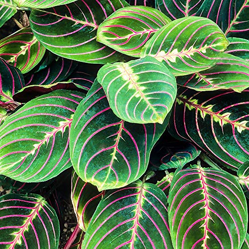 Maranta Fascinator Tricolour | Farbige innen Pflanze für Zuhause | 20-30cm in Topf von GardenersDream