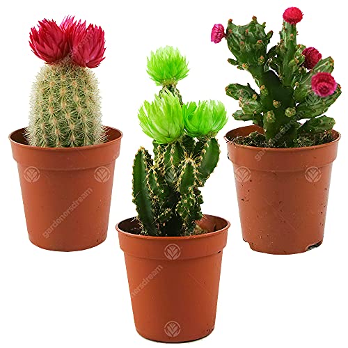 Mini Disco Kaktus Mix Haus/Büro 5.5cm getopfte kleine Geschenkepflanze (3 Pack) von GardenersDream