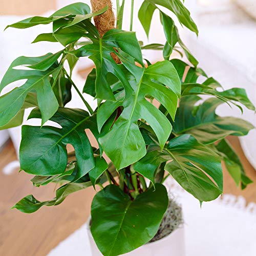 Monstera Deliciosa Pflanze Fensterblatt | Ideal fürs Zuhause oder das Büro | 40-50cm mit Topf von GardenersDream
