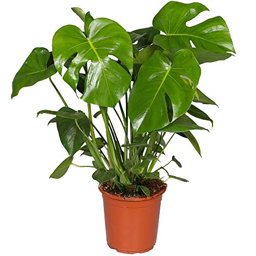 Gardener's Dream große Monstera Deliciosa Topf Pflanze - Fensterblatt Zimmerpflanze, immergrüne, luftreinigende Pflanzen, Größe inkl. Topf 50-60 cm, ideal für Büro, Badezimmer, Wohnzimmer etc. von GardenersDream