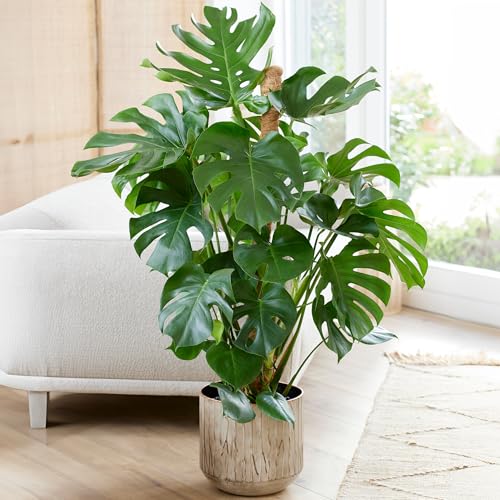 Gardener's Dream große Monstera Deliciosa Topf Pflanze - Fensterblatt Zimmerpflanze, immergrüne, luftreinigende Pflanzen, Größe inkl. Topf 50-60 cm, ideal für Büro, Badezimmer, Wohnzimmer von GardenersDream