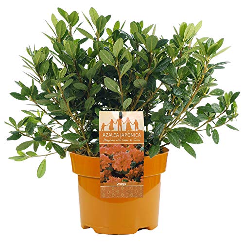 ORANGE AZALEA JAPANISCHER IMMERGRÜNER STRAUCH ROBUSTE GARTENPFLANZE IM 2L TOPF x 1 von GardenersDream