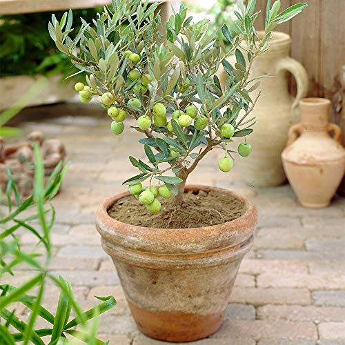 Olea Europaea Olivenbaum - Premium Gesunde Immergrüne Fruchtpflanze für den Innenbereich 14cm Topf von GardenersDream