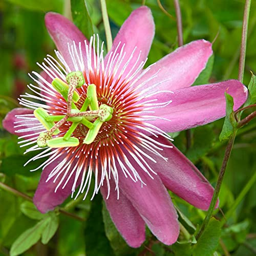 GardenersDream Passiflora Anastasia Passionsblume | Rankhilfe für den Außenbereich, Zaun, Kletterer, Garten, Pflanze, 9 cm Topf von GardenersDream