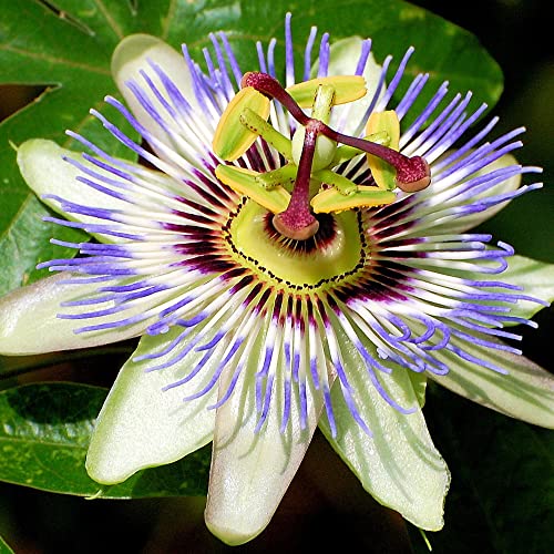 Passiflora 'Caerulea' halbimmergrüner, winterharter Gartenstrauch im Topf. von GardenersDream