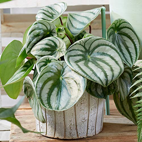 Peperomia Argyreia - Zwergpfeffer | 15-25cm Zimmerpflanze im Topf Gutes Geschenk von GardenersDream