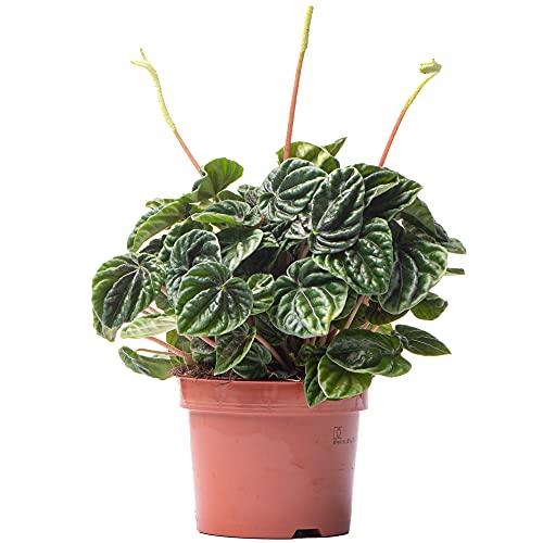 Peperomia Lilian - Radiator Pflanze | Innenraum Zuhause oder das Büro PflanzeIndoo (15-25cm Inkl Topf) von GardenersDream