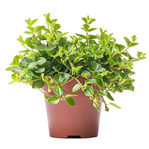 Peperomia Rotundifolia - Zwergpfeffer | Zimmerpflanze Büropflanze 10-15 cm mit Topf von GardenersDream