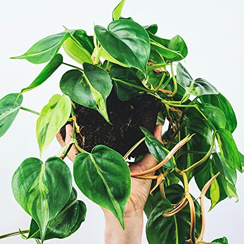 Philodendron scandens - Baumfreund | Kletterpflanze im 15 cm hohen Hängetopf | Zimmerpflanze von GardenersDream