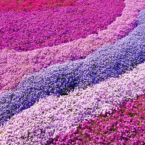 Gardeners Dream Phlox Mix 4 Stauden Set Rosa, Lila, Weiß in 9 cm Töpfen - Bodendecker Winterhart Mehrjährig - Blühende Garten Pflanzen, Steingarten Pflanzen, Beetpflanzen, Kübelpflanzen, usw. von GardenersDream