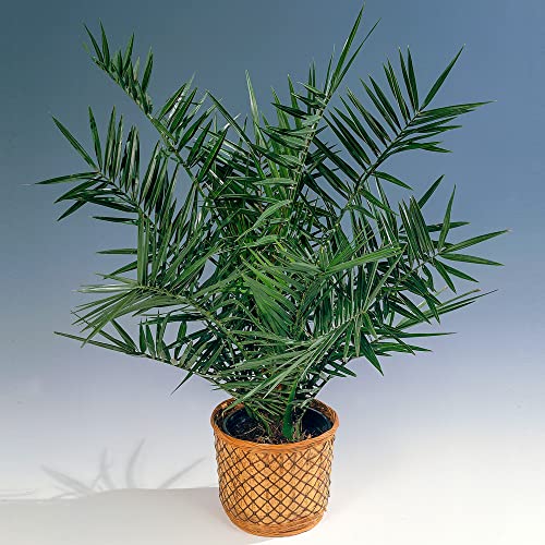 Phoenix Canariensis Kanarische Dattelpalme Exotische Outdoor Pflanze Gartenpflanze 15 cm Topf von GardenersDream