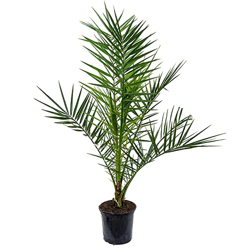 Phoenix Canariensis Kanarische Dattelpalme Exotische Outdoor Pflanze Gartenpflanze 15 cm Topf von GardenersDream