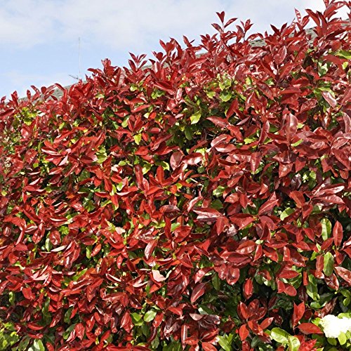 Photinia fraseri 'Red Robin' Strauch - Immergrüne Sichtschutzhecke, schnell wachsende Gartenlandschaftspflanze, robuste rote Blatt-Outdoor-Sträucher für die Abgrenzung von GardenersDream