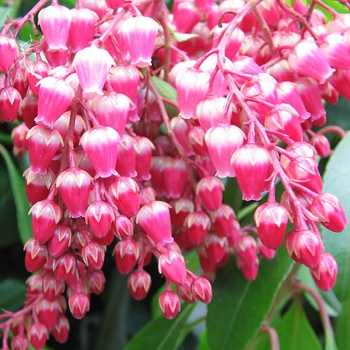 Pieris japonica Valley Valentine (9cm) von GardenersDream