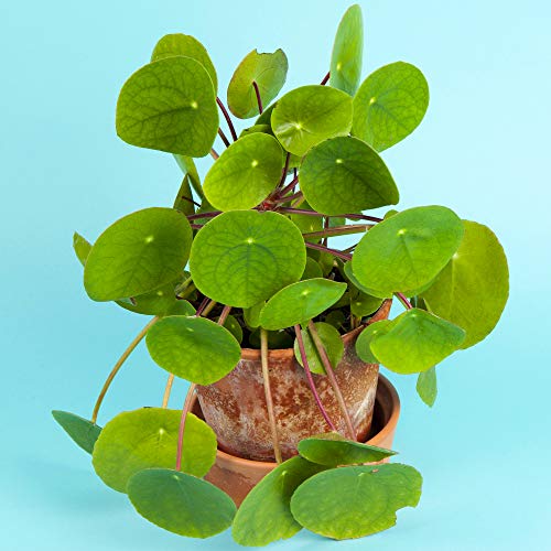 Pilea Peperomioides 20-30cm mit Topf Ufopflanze Zimmerpflanze für Büroräume von GardenersDream