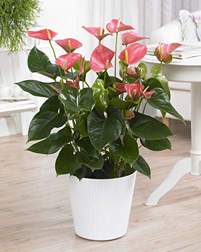 Pink Anthurium Spitzenblatt für innenräume Hauspflanze | 13cm Topf von GardenersDream