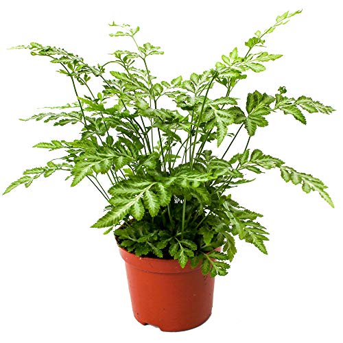 Pteris Evergemiensis Saumfarn Pflanze fürs Zuhause oder das Büro (25-35 cm im Topf) von GardenersDream