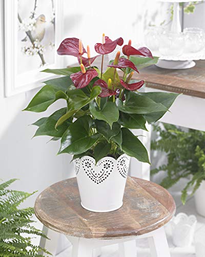 Purple Anthurium Spitzenblatt, für innen Räume Haus/Büro blühende Pflanze | 13cm Topf von GardenersDream
