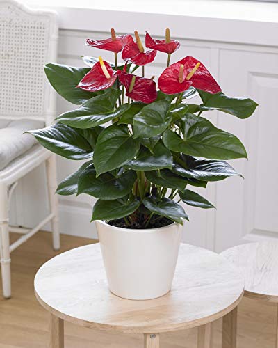 Red Anthurium Spitzenblatt farbenfrohe innen Hauspflanze | 13cm Topf von GardenersDream