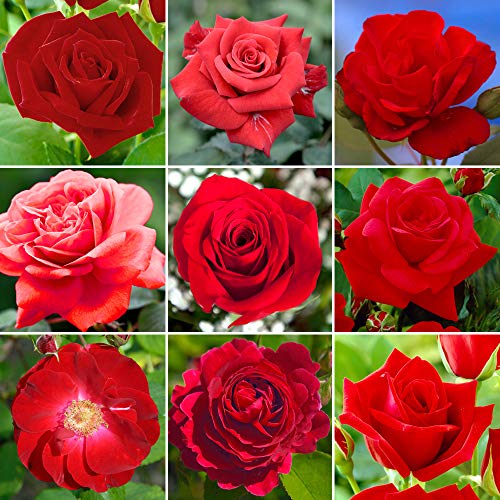 Romantische rote Topfrose | Premium-Gartenrosen mit bunten Sommerblumen von GardenersDream