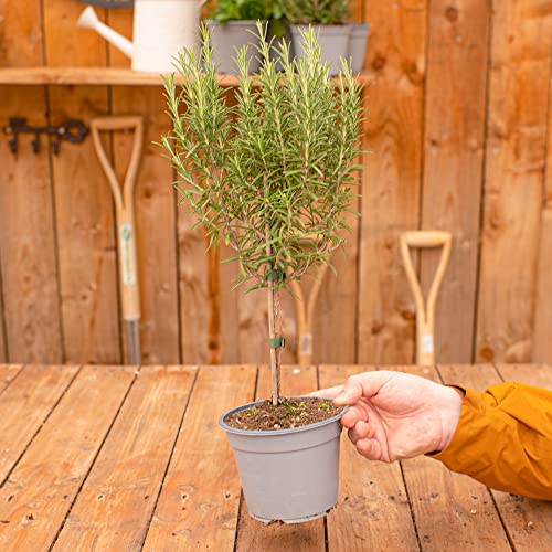 Rosmarin Lollipop Kräuterbusch | Frische Küchenkräuter Kulinarischer Garten von GardenersDream