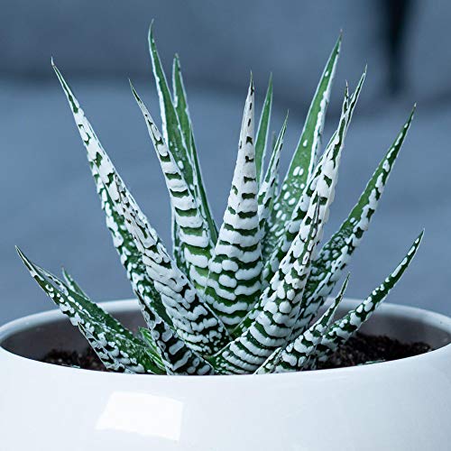 Saftige Haworthia Big Band | 15-25cm getopfte Zebra Pflanze | Beste Innenraum Pflanzen von GardenersDream