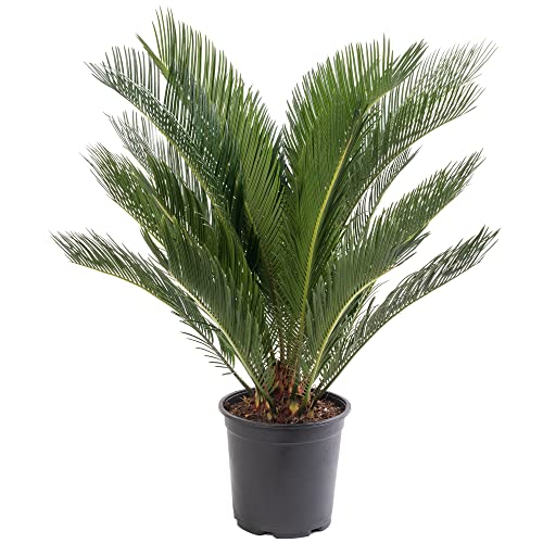Sago-Palme, große Zimmerpflanze, echt immergrün, hoch, exotisch, selten von GardenersDream