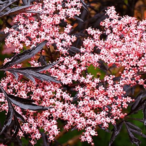 Sambucus Black Lace (17cm Topf) - Atemberaubendes schwarzes Laub - Ideal für Beete & Gefäße von GardenersDream